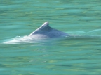 dolphin.JPG (162 KB)